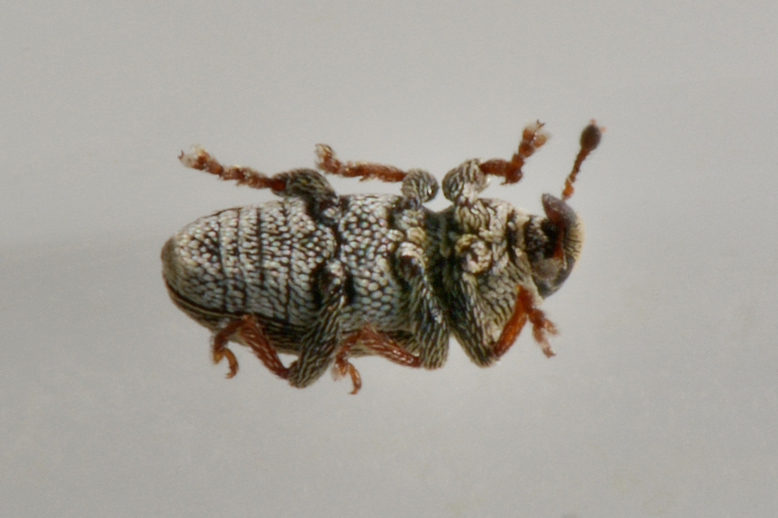 Curculionidae:  Tychius curtirostris